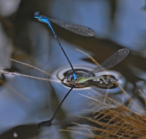 Pair with ovipositing female
2007_07_19_Chattooga